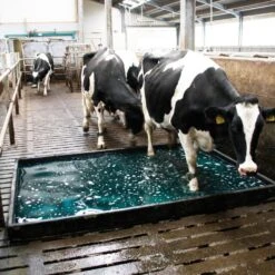 Voetbad Rundvee Polyester, Per M² -Easyfix Winkel 0609357 Voetbad 30 1605 750x750 1464751211420