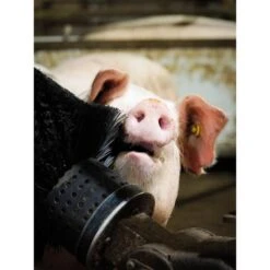 Comfy Varkensborstel Roterend, 24V -Easyfix Winkel Application20shot2 N0050BBMM02 X X 1909943 750x750 1641376806810