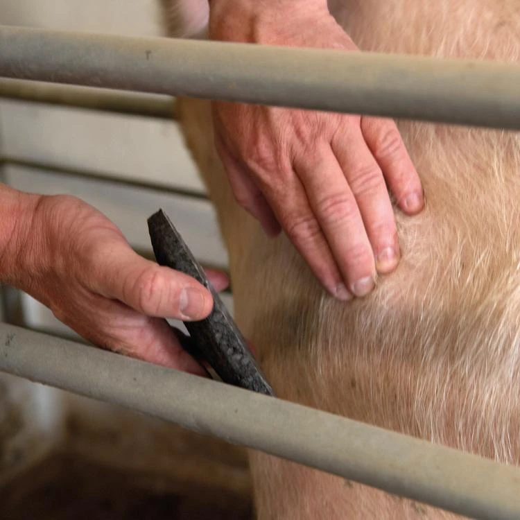 MS Schouder Bescherming, P/10 7 MS Schouder Bescherming, P/10 - Afbeelding 5