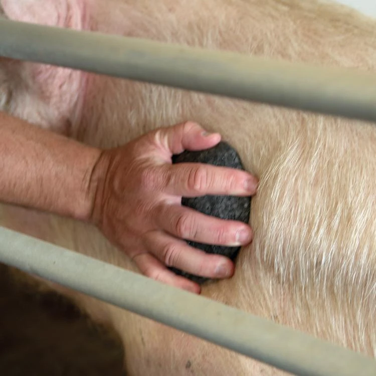 MS Schouder Bescherming, P/10 6 MS Schouder Bescherming, P/10 - Afbeelding 4