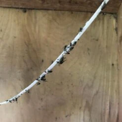 MS Glue Fly Ribbon Kleeflint -Easyfix Winkel Application20shot N0050BBMM02 X X 2309849202309847 750x750 1656509293810