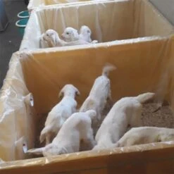 Plastic Zak Tbv Lammerenopfok 670 L, P/25 -Easyfix Winkel Application20shot N0050BBMM02 X X 3409934 750x750 1559633189797