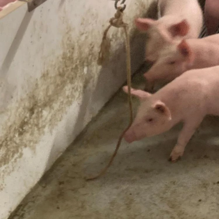 Jute Touw 10 Mm, 200 Meter 5 Jute Touw 10 Mm, 200 Meter - Afbeelding 3