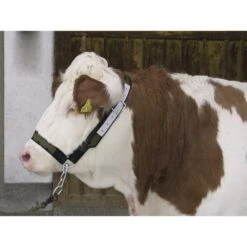 Halster Met Kinketting Tbv Koeien En Jonge Stieren -Easyfix Winkel Various20shots N0120BBMM02 X X 0709337 750x750 1580121415690